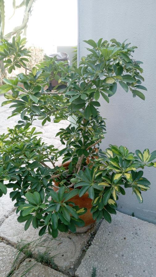Apartamento Pardela Costa Adeje (Tenerife) Exterior foto