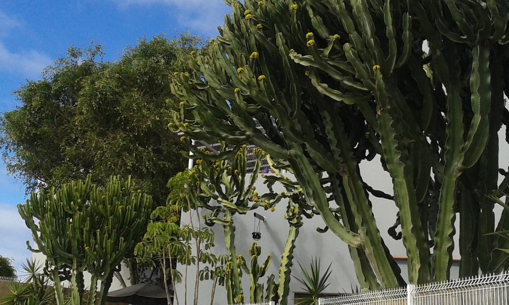 Apartamento Pardela Costa Adeje (Tenerife) Exterior foto
